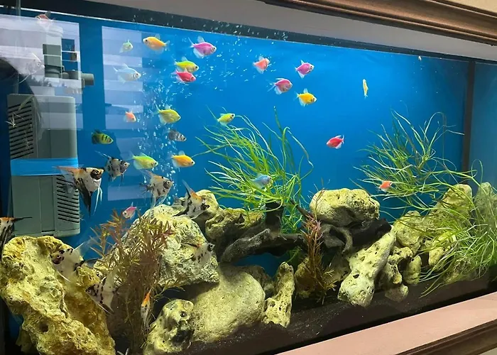 ゲストハウス Timona Confort