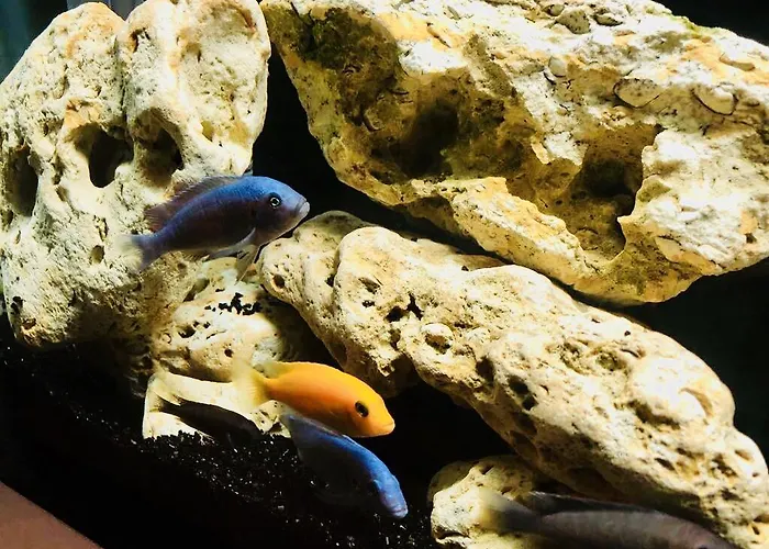 ゲストハウス Timona Confort エフォリエ・ノルド