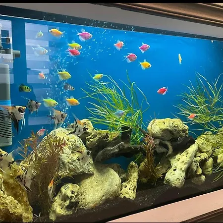 Vendégház Timona Confort