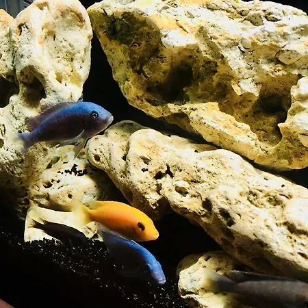 Гостевой дом Timona Confort Эфорие Норд